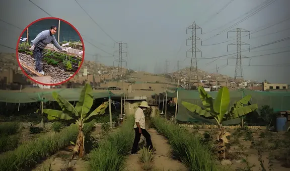 Peruana transformó basural de SJM en un huerto y hoy triunfa con emprendimiento de plantas medicinales: "Nadie apostaba por esto"