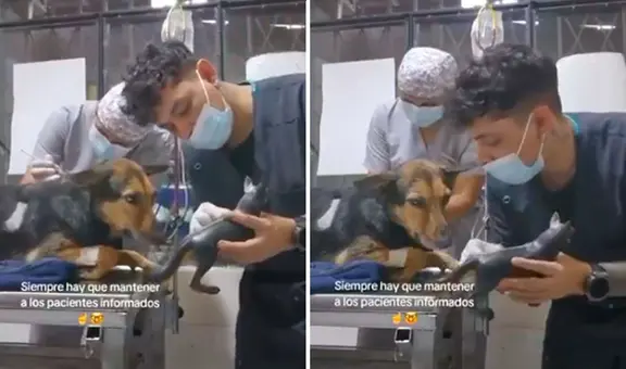 Veterinario explica a perrito en qué consiste la operación que le hará y video conmueve a las redes
