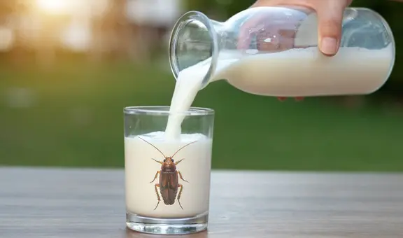 Científicos advierten que la leche de cucaracha podría ser uno de los alimentos más codiciados en el futuro