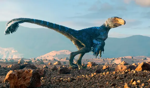 Científicos hicieron un experimento con pollos y logran que se parezcan en algo a los dinosaurios