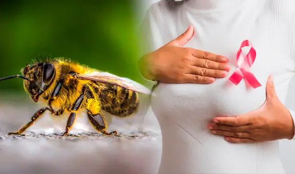 Científicos descubren que el veneno de abeja podría ser clave para un nuevo tratamiento para frenar y eliminar el cáncer de mama