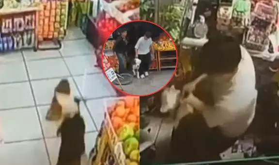 Pitbull mata a perros de raza pequeña en Los Olivos: vecinos denuncian que su dueño lo deja libre