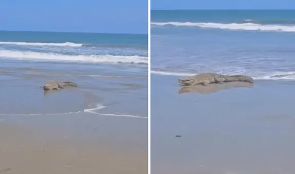 Cocodrilo gigante es captado en playa de Tumbes y causa pánico en los residentes de la zona