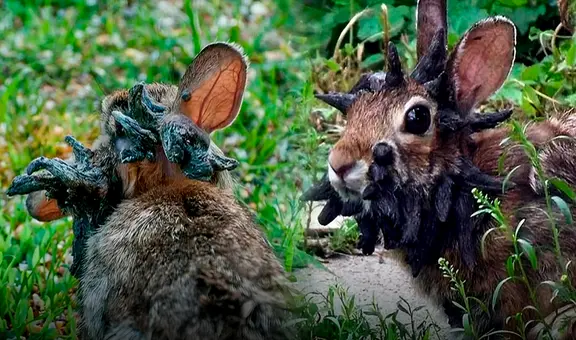 Conejos salvajes con extraños tentáculos y cuernos en sus cabezas son vistos en EEUU: expertos afirman que es por un virus