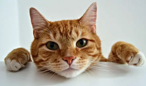 Científicos descubren en los gatos la ayuda para encontrar nuevos tratamientos contra el alzhéimer: "Es el modelo perfecto"