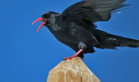 El increíble regreso de un ave considerada extinta a Kent, Inglaterra: la especie vuelve tras 200 años de ausencia