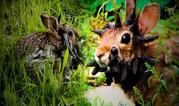 ¿Extraño virus que hace que les salgan cuernos a los conejos en EEUU puede transferirse a humanos? Expertos responden