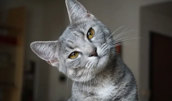 Estudio científico revela que los gatos sí entienden tus órdenes y detectan si les hablas con cariño, aun así suelen ignorarlas