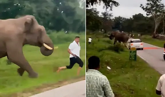 Turista es aplastado por elefante tras intentar tomarse una 'selfie' con él en India