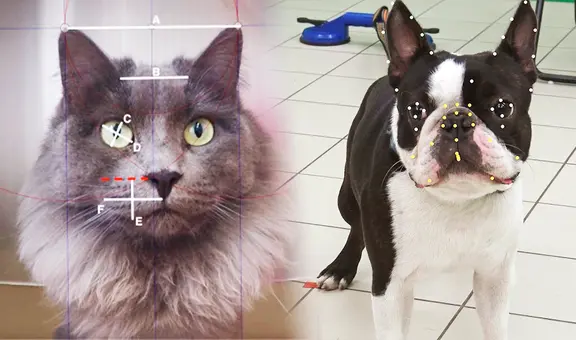 Científicos del Reino Unido desarrollan IA para interpretar emociones en los animales a través de sus expresiones faciales