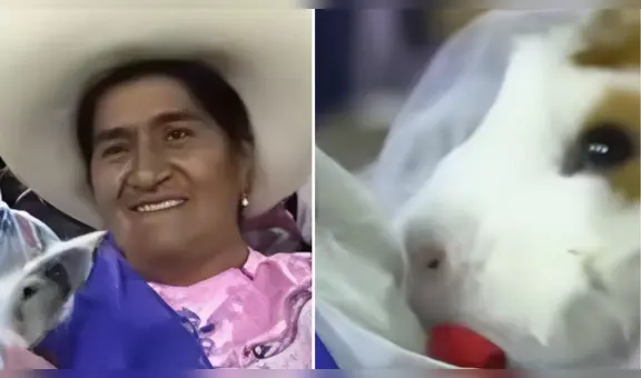 Cuyes se casan en festival chotano en Cajamarca y usuarios reaccionan en redes: “Hasta que un caldito los separe”