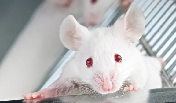 Científicos en China implantan células cerebrales similares a la neuronas humanas a ratones: podría combatir la depresión