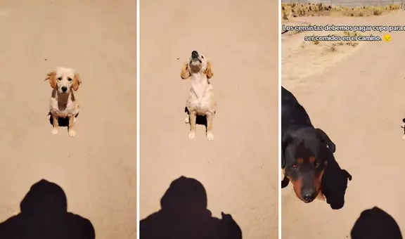 Censista invita bocadillo a perrito, pero llega otro más grande a pedir su parte: "Están cobrando peaje"