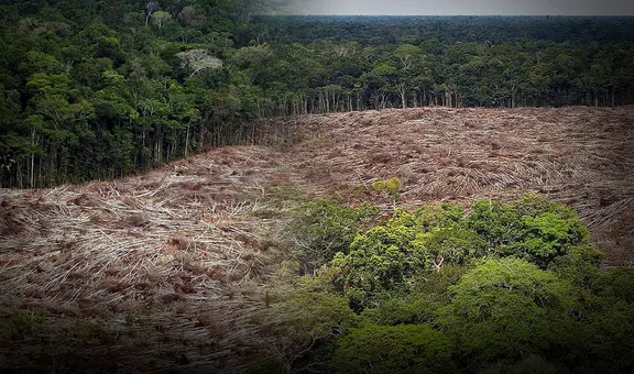 Nuevo fondo global busca frenar la tala con pagos de cuatro dólares por hectárea de selva