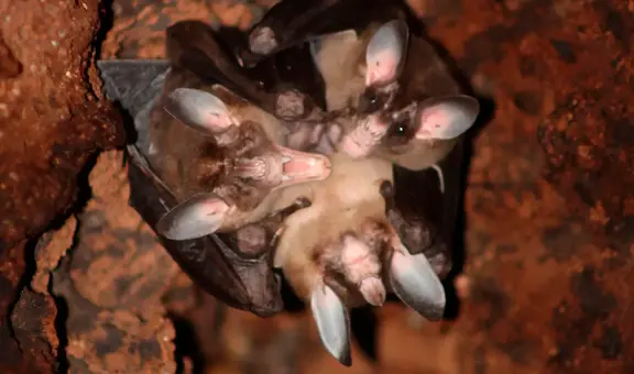 El lazo entre los murciélagos carnívoros es tan grande que se abrazan, se acurrucan e incluso comparten la comida