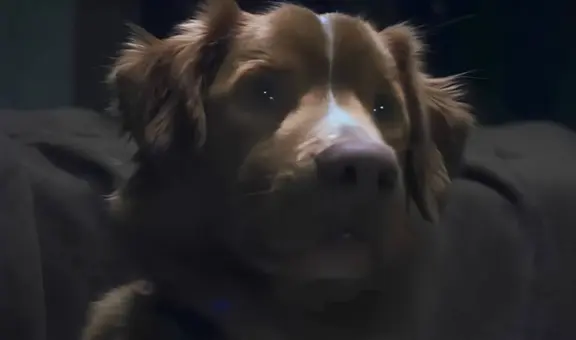 ¿Muere el perro en 'Good Boy'? Todo sobre el final de la película de terror más esperada de 2025