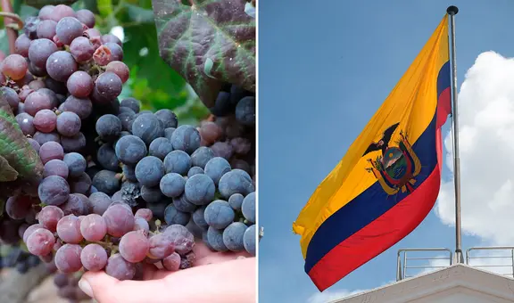 Uva peruana es suspendida de Ecuador temporalmente tras detectarse niveles de plaguicidas superiores a lo permitido