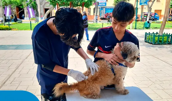 Vacunarán a más de 175.000 canes contra la rabia en Piura