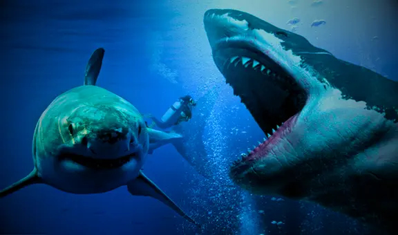 Investigación científica revelaría la razón por la que los tiburones megalodones se extinguieron hace millones de años