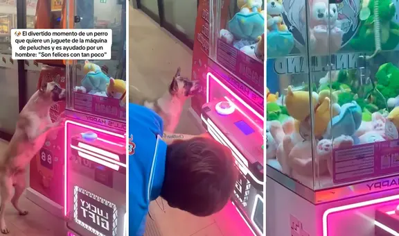 Perrito quiere juguete de máquina de peluches y hombre le ayuda a conseguirlo: "Fe en la humanidad restaurada"
