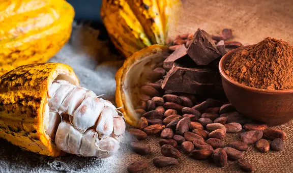 Estudio científico revela cuál es el verdadero origen del cacao en Sudamérica y como se expandió por el mundo