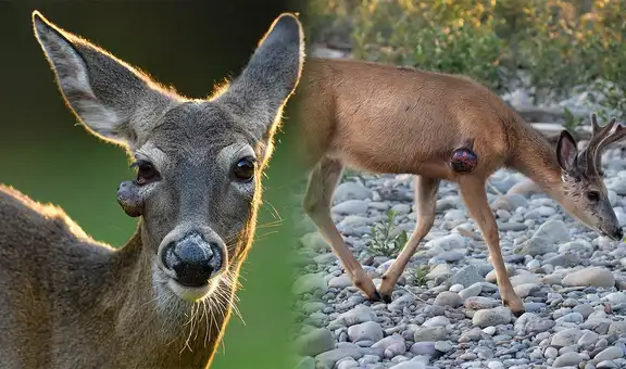 Ciervos con verrugas extrañas causan alarma tras brote de virus en EEUU: deambulan por patios y áreas silvestres