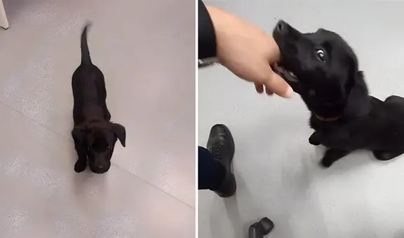 Hombre abandona a su perro en el aeropuerto porque no dejaron subirlo al avión y es arrestado por maltrato en Brasil