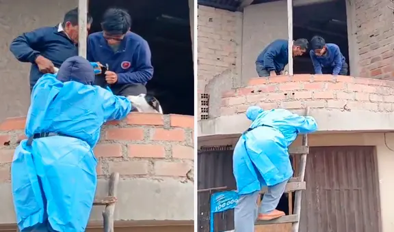 Veterinario sube por una escalera improvisada para vacunar a perro durante campaña y en redes reaccionan: “Tiene vocación de servicio”