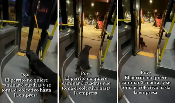Perrito no quiere caminar y toma bus para regresar a su hogar: "Se bajó sin pagar pasaje"