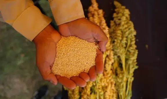 El país de Sudamérica que supera a Bolivia en el mercado mundial de la quinua y lidera con exportaciones de US$140 millones