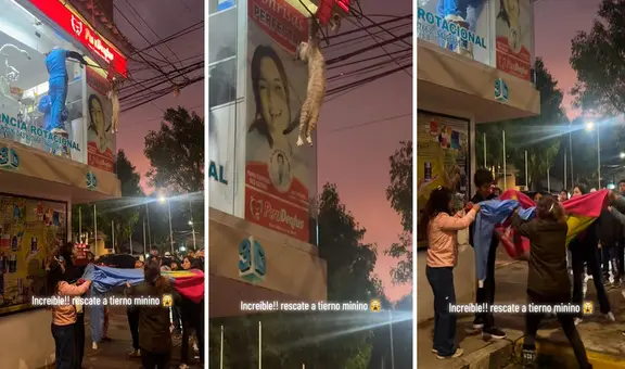Gatito queda enredado entre cables y vecinos se unen en curioso rescate: "Era su última vida"