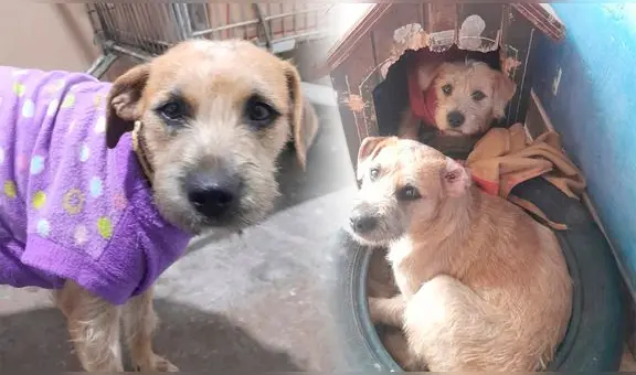 Karim y Darlin, perritas hermanas abandonadas en una estación del Metropolitano, esperan un hogar definitivo