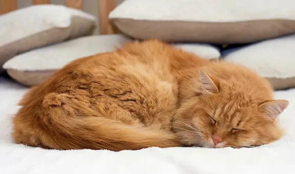 Los científicos ya saben por qué la mayoría de los gatos suelen dormir del lado izquierdo