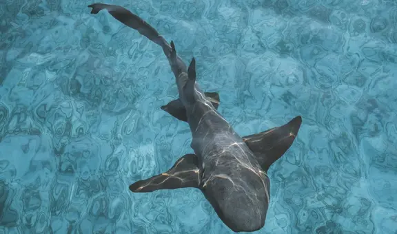 Científicos revelan que los tiburones estarían perdiendo sus dientes por la acidez del océano