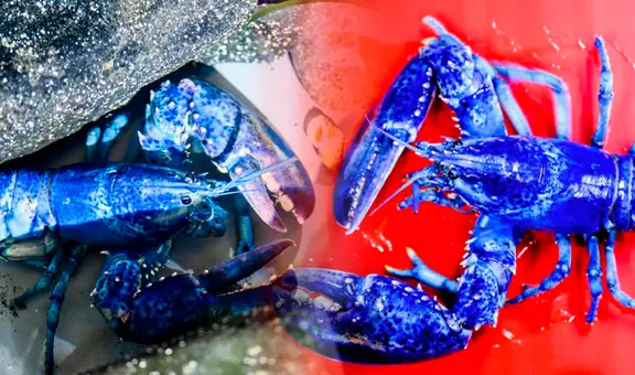 Langostas azules, el extraño fenómeno que sorprende a científicos de EE. UU.: solo una por cada dos millones