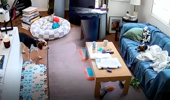 Perrito aprende a usar Alexa para escuchar música y emociona a miles de usuarios en EEUU: banda reaccionó a video viral