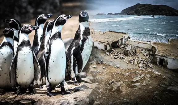 Construcción del penal El Frontón amenaza especies en peligro de extinción: proyecto afectaría refugio natural de aves marinas