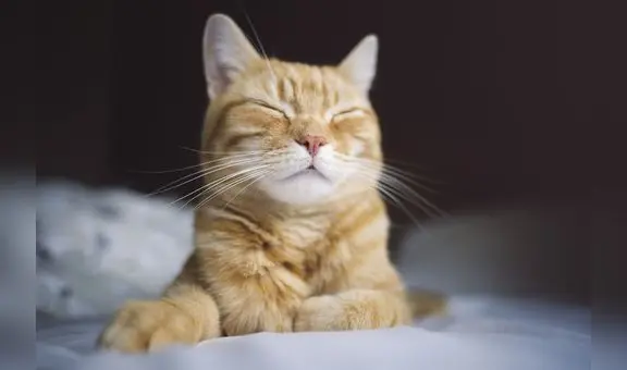 Los científicos revelan una técnica sencilla para lograr comunicarse con un gato