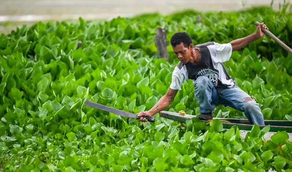Colombia: una planta invasora que crece sin control amenaza con desaparecer un pueblo de pescadores