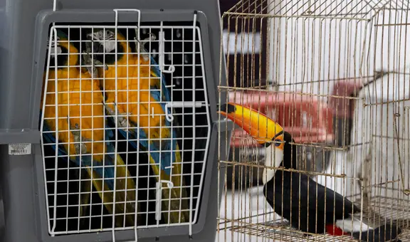 Brasil: realizan megaoperativo contra el tráfico de animales y rescatan tucanes, tortugas y monos