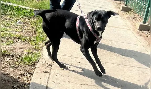 Negrita, la perrita que fue abandonada, atropellada y ahora busca una familia responsable