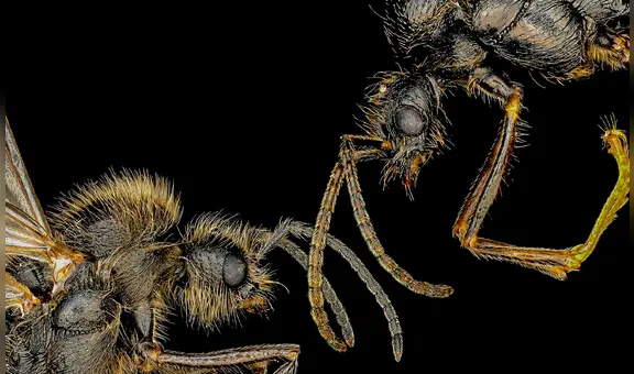 El animal que "rompe la biología reproductiva" al lograr clonar miembros masculinos de otra especie, según estudio