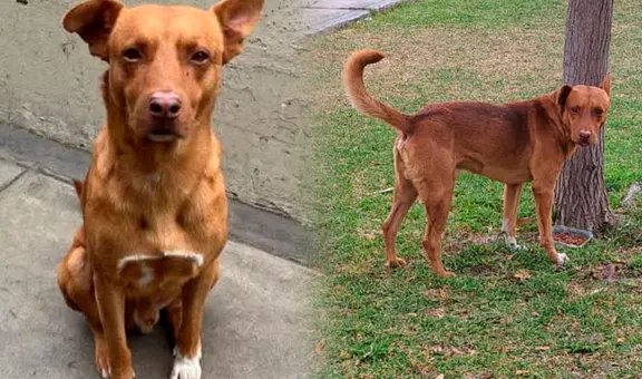 Buscan a "Caramelo", perrito de San Marcos: denuncian que fue raptado en los exteriores del campus de la UNMSM y abandonado en Acho