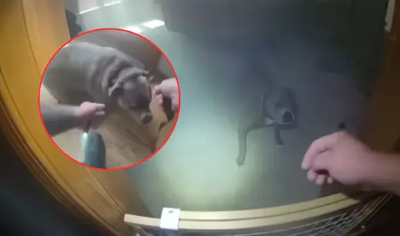 Perro es rescatado en un incendio en casa, pero antes guía a policía a que le ponga su correa en EEUU