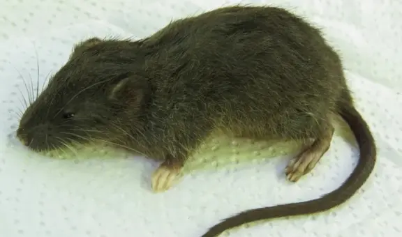 Perú vuelve a ser clave para la ciencia con el hallazgo de una nueva especie de roedor en lo profundo de su selva amazónica