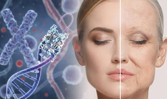 Científicos descubren proteína que podría ralentizar el envejecimiento y las enfermedades crónicas: estudio se realizó durante 5 años
