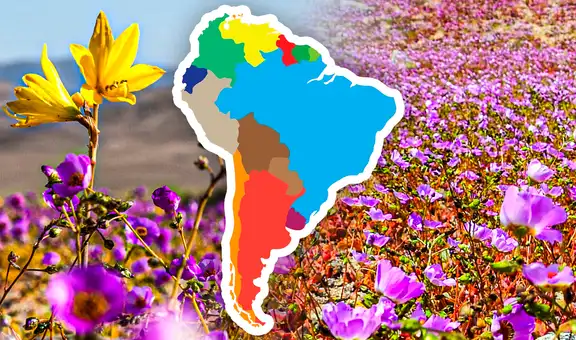 La razón por la que el desierto más seco del mundo, ubicado en Sudamérica, se llenó de flores blancas y púrpuras