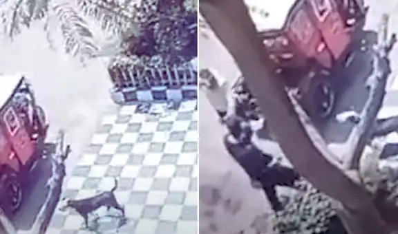 Delincuente dispara a perro que intentó defender a su dueño de un asalto en Comas