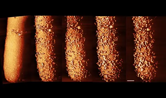 Científicos capturan las imágenes de un antibiótico perforando la armadura de unas bacterias en tiempo real
