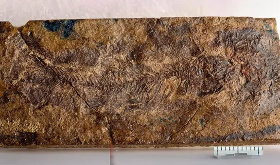 Canadá reescribe la evolución de los peces de agua dulce con el hallazgo de un fósil de 70 millones de años